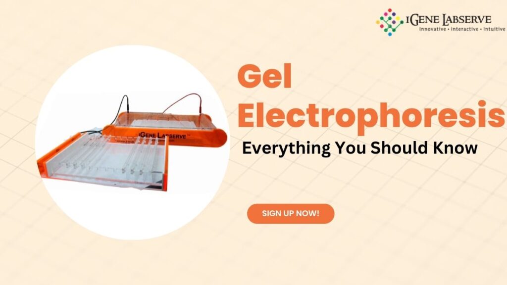 Gel Electrophoresis